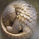 ‘Pangolins in Peril’ [Video]