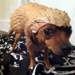 Pangolin-Loving Pups: How to Make a Pangolin Dog Costume