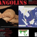 Pangolin Power: TRAFFIC Southeast Asia