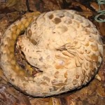 Secrets of a Sunda Pangolin 