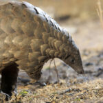 Zimbabwe: Pangolin Spared from Superstitious Ritual