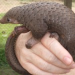 Villagers Report Pangolins on the Verge of Extinction Near China-Nepal Border