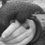 Pangolin Rescued After Wandering into Populated Area in India