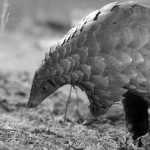 Malaysia: Two Men Arrested, 12 Pangolins Seized