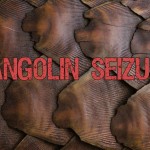 India: Security Forces Seize Pangolin Scales