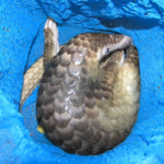 Over 1,000 Pangolins Worth More Than $1.3 Million Seized by Authorities in Less Than One Week