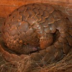 Thailand: 180 Pangolins Seized, Driver Arrested