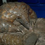 Meet the Species: Giant Ground Pangolin 