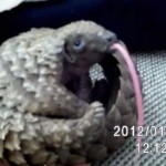 Baby Pangolin Sticks Out His Tongue [Video]