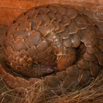 Thai Authorities Seize Another 111 Pangolins in Major Sting