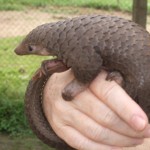 Meet the Species: Three-Cusped Pangolin