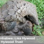 Interview: Plight of Zimbabwe’s Pangolins