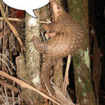 Cambodia: Pangolin Smuggler Murdered by Wildlife Trafficking Boss?