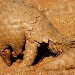 Vietnam Police Seize Pangolins from Vehicle
