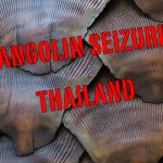 Thailand: 138 Pangolins Seized, Smuggler Arrested