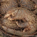 The Cruel Methods Used to ‘Fatten’ Pangolins for the Illegal Market