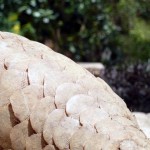 India: Assam Rifles Seize Pangolin Scales, Arrest Smugglers