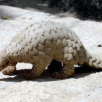 ‘Stray’ Pangolin Rescued in India