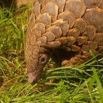 Zimbabwe Seizes Third Pangolin This Year