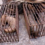 Malaysia: 46 Pangolins Seized by Authorities