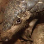 Indonesia: Nearly 13 Tonnes of Confiscated (Dead) Pangolins and Scales Destroyed