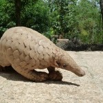 Hong Kong: 459 Pounds of Pangolin Scales Seized