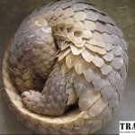 China: Five Pangolins Confiscated