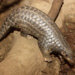 China: Customs Officials Seize Pangolin Scales