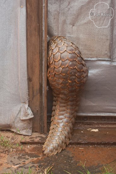 jellycat pangolin