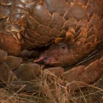 Vietnam: Pangolin Bust Highlights Possible New Smuggling Tactics