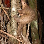 Thailand: 110 Pangolins Seized, Suspect Fined $75,000