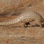Nepal: Suspect Arrested with Pangolin