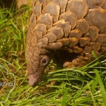 Thailand: Twelve Pangolins Seized, One Arrested