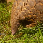 Thailand: Twelve Pangolins Seized, One Arrested