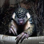 IUCN SSC Pangolin Specialist Group Launches New Website