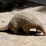Pangolin Rescued From Urban Area in India
