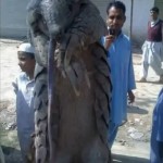 Pakistan: Dead Pangolin Sparks Outrageous Claims