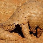 India: Pangolin Scales Seized, Suspects Nabbed in Raid