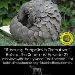 Podcast: Rescuing Pangolins in Zimbabwe