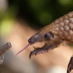 Indonesia: Pangolin Skins and Hornbill Casques Seized, Four Suspects Arrested