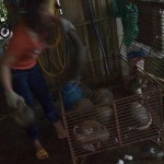 Vietnam: Investigative Reporters Expose ‘Godmothers’ of Illegal Pangolin Trade