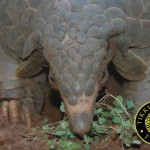 6 Months of Pangolin Trafficking in Asia: 17 Seizures in 6 Countries