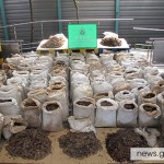 2 Tons of Pangolin Scales from Cameroon Seized in Hong Kong