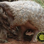 Progress for Pangolins at CITES Meeting in Geneva