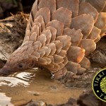 All 8 Pangolin Species Threatened with Extinction; 2 Species Now ‘Critically Endangered’